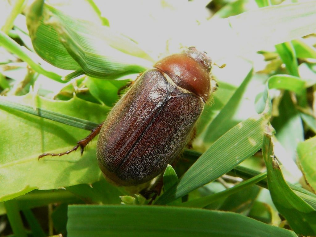 piccolo maggiolino